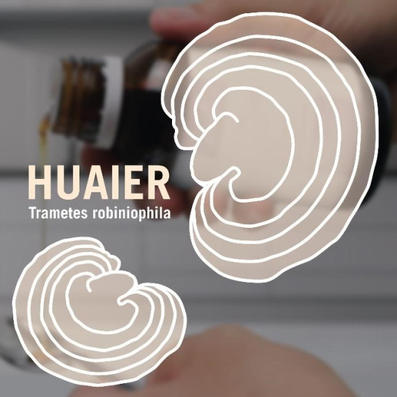 tg-huaier_trametes_robiniophila