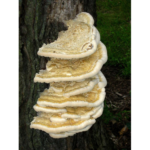 trametes_robiniophila_665073_-_bildcopyright_-_kithsun_andrew_ber_mushroom_observer